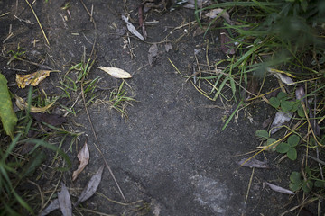 Texture of a autumn road