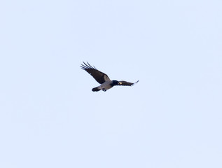 flight of a bird of a raven on a blue sky