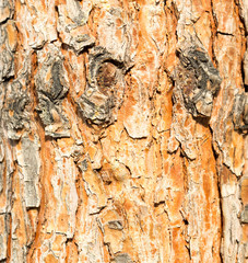 Bark Tree Texture