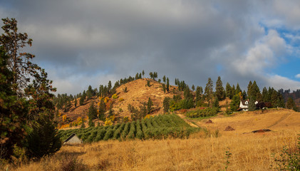 A small vineyard and house on hill with cloudy sky