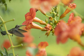 A hummingbird in midflight next to a trumpet creeper