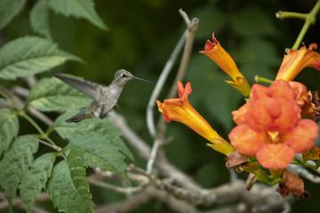 A hummingbird in midflight next to a trumpet creeper