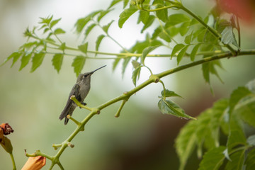 A hummingbird on a branch next to a trumpet creeper