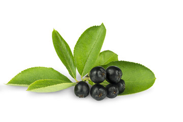 branch of black mountain ash with berries, isolate