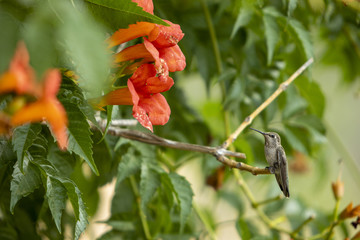 A hummingbird on a branch next to a trumpet creeper