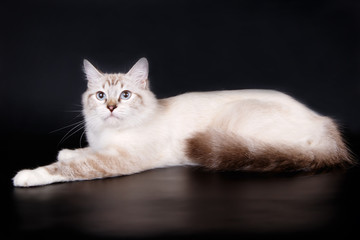 Obraz premium Ragdoll cat on colored backgrounds
