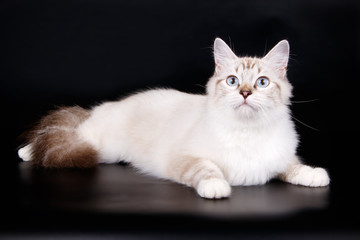 Fototapeta na wymiar Ragdoll cat on colored backgrounds