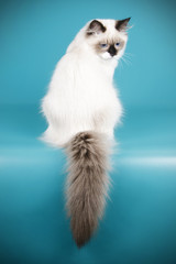 Ragdoll cat on colored backgrounds