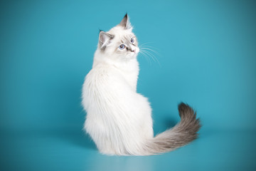 Ragdoll cat on colored backgrounds