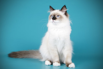 Ragdoll cat on colored backgrounds