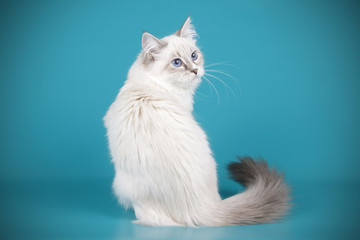 Ragdoll cat on colored backgrounds