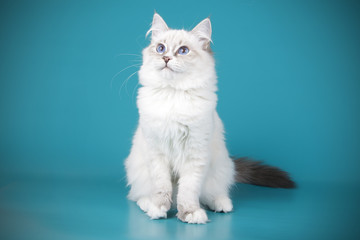 Ragdoll cat on colored backgrounds
