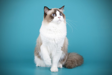 Obraz premium Ragdoll cat on colored backgrounds