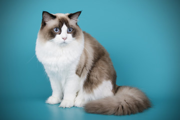 Ragdoll cat on colored backgrounds