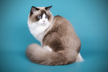 Ragdoll cat on colored backgrounds