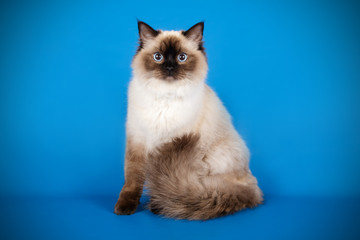 Ragdoll cat on colored backgrounds