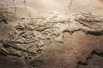 animal fossil on stone