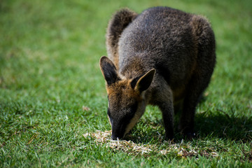 Fototapeta premium kangaroo
