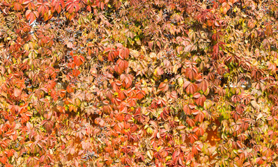 Parthenocissus