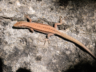 Nahaufnahme einer Waldeidechse