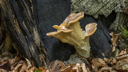 tree fungus