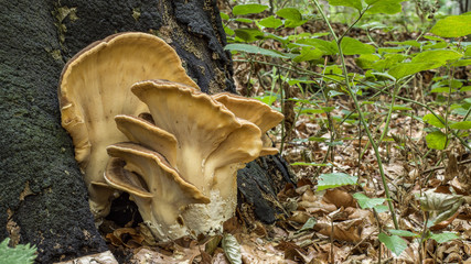 tree fungus