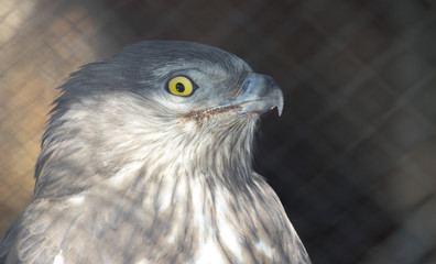 the golden eagle in the zoo