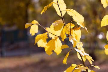 Autumn. Tree with yellow leaves