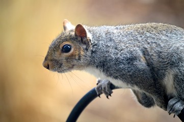 Grey Squirrel on Bird Feeder