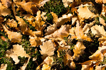Colorful autumn leaves