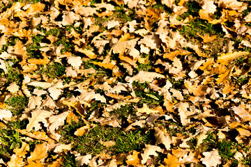 Colorful autumn leaves