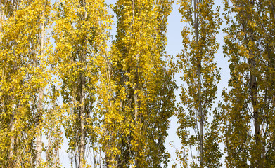 Autumn. Tree with yellow leaves against the sky