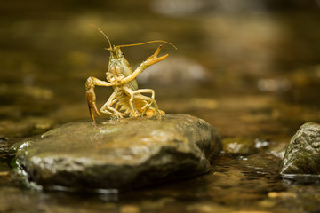Gambero di Fiume