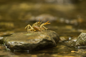 Gambero di Fiume