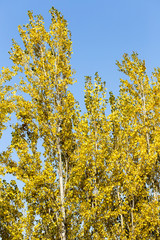 Autumn. Tree with yellow leaves against the sky