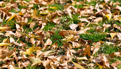 Cat in an autumn park. Cat sitting on the leaves