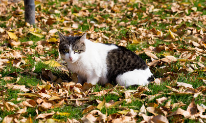 Cat in an autumn park. Cat sitting on the leaves