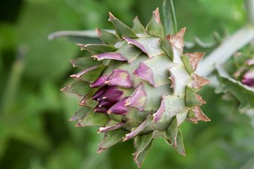 Blütenstand einer Artischocke (Cynara cardunculus)