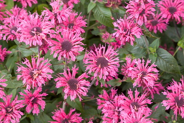 Fototapeta premium Indianernessel bzw. Wilde Bergamotte (Monarda didyma)