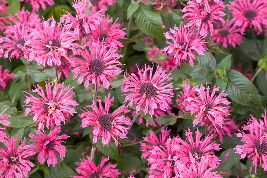 Indianernessel bzw. Wilde Bergamotte (Monarda didyma)