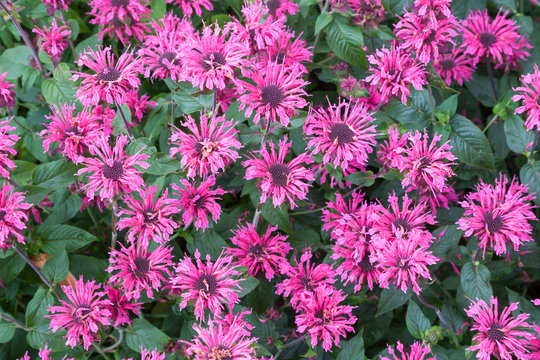 Indianernessel bzw. Wilde Bergamotte (Monarda didyma)