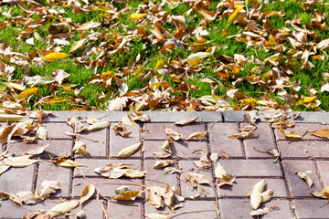 Autumn Leaves by the Sidewalk