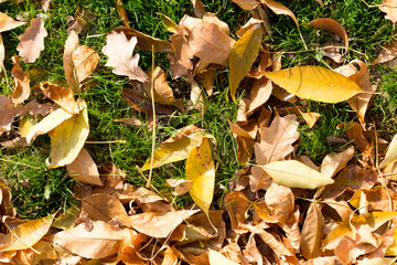 Colorful autumn leaves
