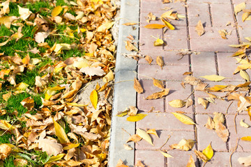 Autumn Leaves by the Sidewalk