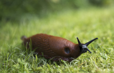 Red slug