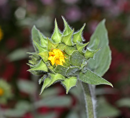 common sun flower