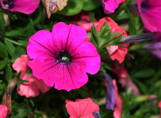 Fototapeta premium purple petunia flower