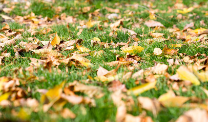Colorful autumn leaves