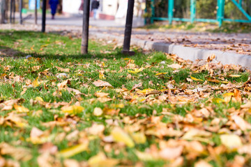 Colorful autumn leaves