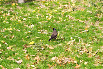 bird crow on the grass